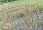 Nasib Pilu Petani di Cikedal, Sesudah mengalami Kekeringan juga di serang Hama Wereng