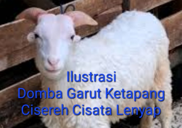 Domba & Mesin Pompa Raib, DPC Amira Pandeglang Akan Laporakan Prades Cisereh Ke APH Usai Audiensi