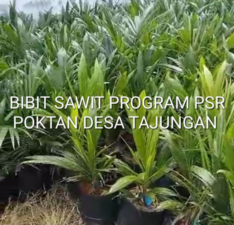 Realisasi PSR Poktan Tanjungan 9 & 10 Tahun 2024, Disoal Aktivis AMPB