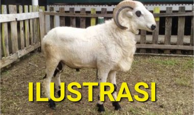 Aktivis GPCP Menyoal Terkait Dugaan Lenyapnya Kambing Ketapang DD Desa Sindanghayu Saketi Tahun 2023 & 2024