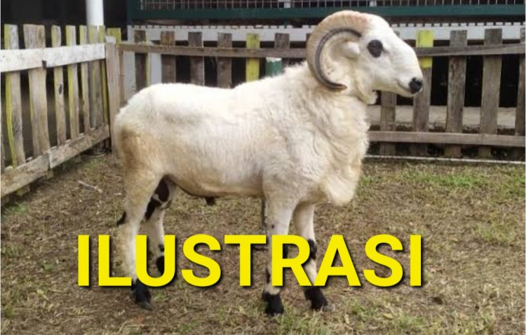 Aktivis GPCP Menyoal Terkait Dugaan Lenyapnya Kambing Ketapang DD Desa Sindanghayu Saketi Tahun 2023 & 2024