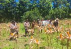 Kapolsek Sumur Sukses Dampingi Petani, Panen Jagung Kuartal IV Tahun 2026