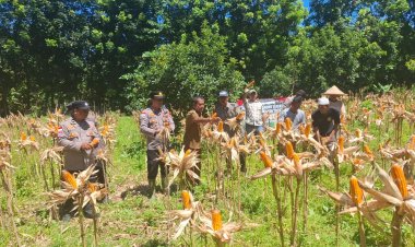 Kapolsek Sumur Sukses Dampingi Petani, Panen Jagung Kuartal IV Tahun 2026