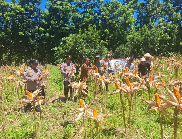 Kapolsek Sumur Sukses Dampingi Petani, Panen Jagung Kuartal IV Tahun 2026