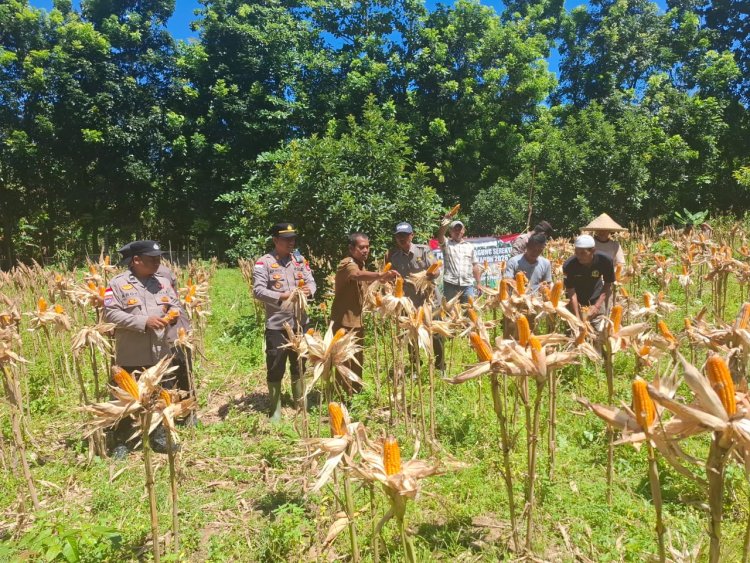 Kapolsek Sumur Sukses Dampingi Petani, Panen Jagung Kuartal IV Tahun 2026